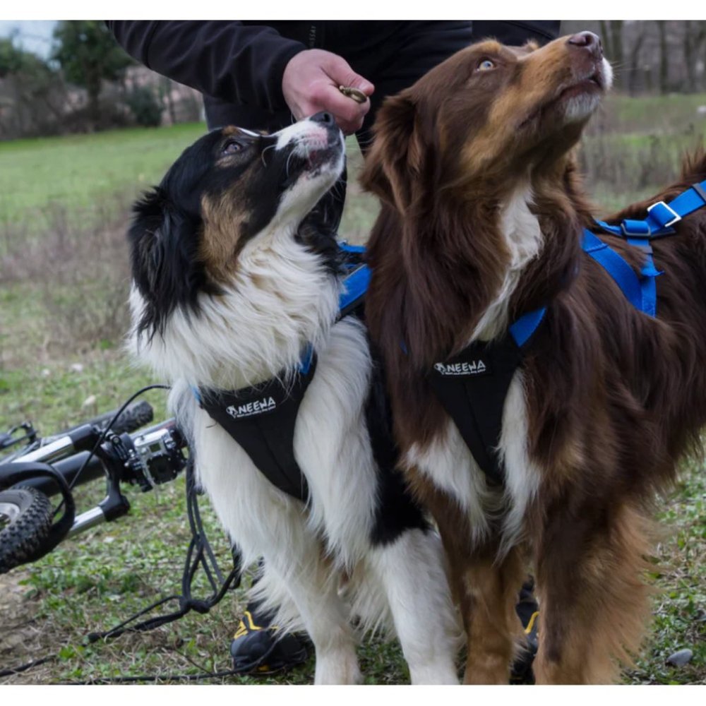 Neewa  Adjustable Racing Harness